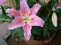 Lillium Pink 